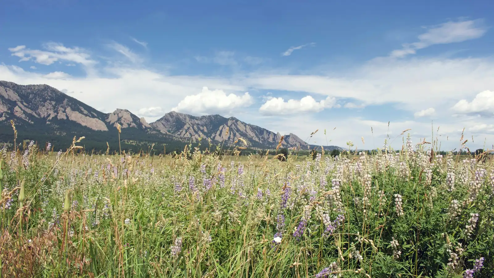 Wildflower meadow with the Front Range foothills in Boulder County, Colorado